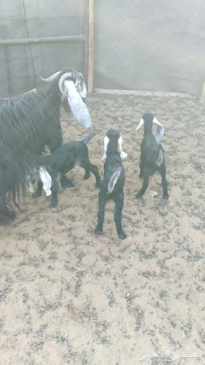 للبيع معزى 3