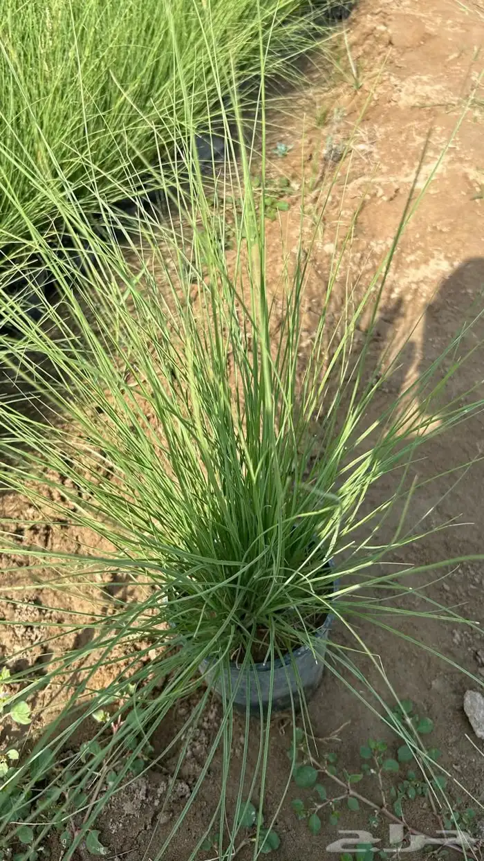 أشجار متنوعة بسعر الجملة 8