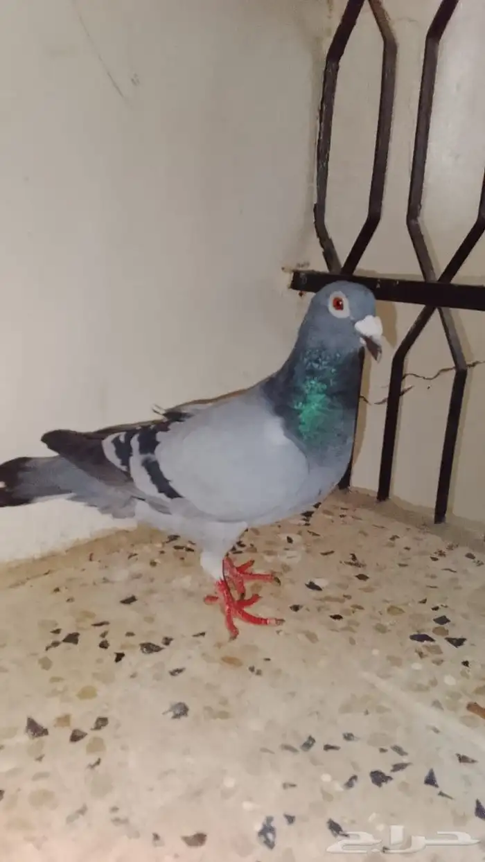 اعرض لكم حمام ثنين زاجل ازرق غامق و وحده فرنسي ابيض نقي 0