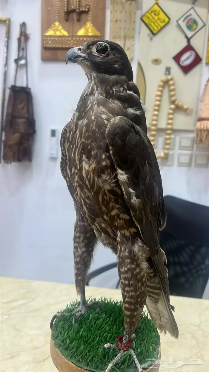 بيوت شعر جديدة ابيض واسود جميع المقاسات وخيم 9