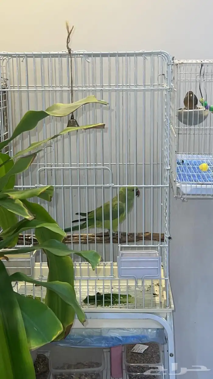 طيور درة وجوز انتاج 0