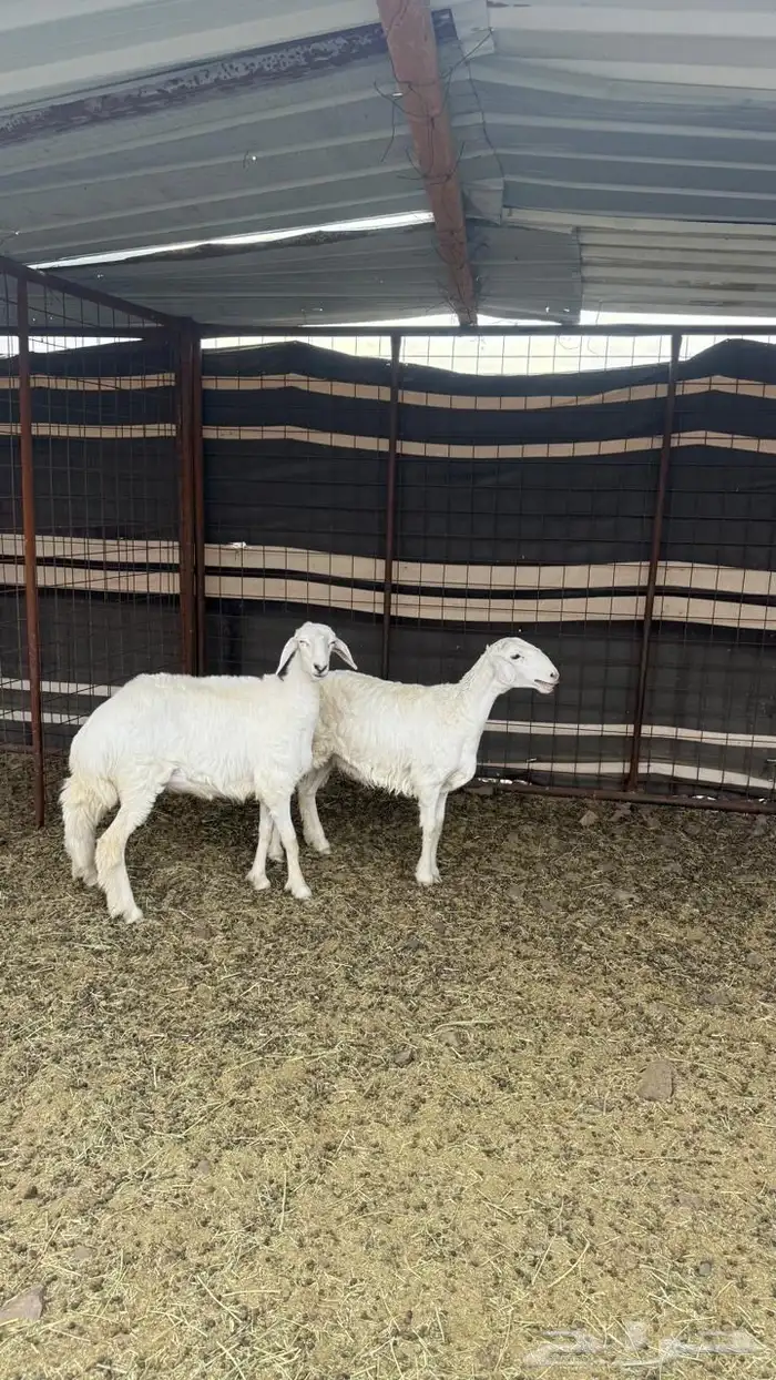 رخال) تم البيع 0