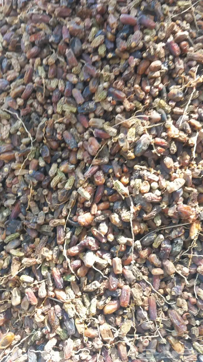 تمر حق حلال نظيف حمله دينه 1