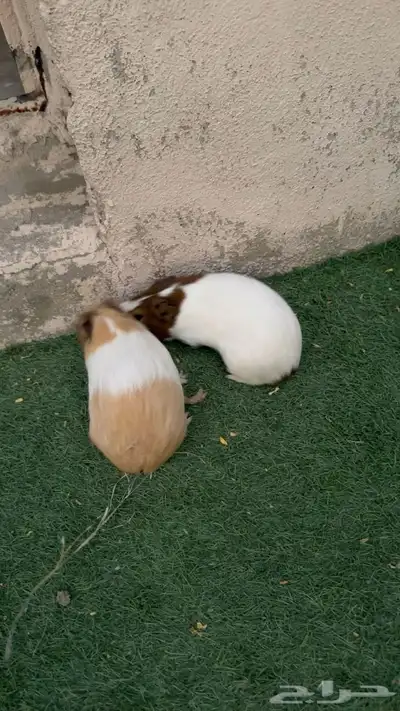 وبر غيني 2 للبيع. index