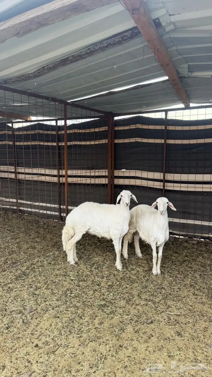 رخال) تم البيع 3