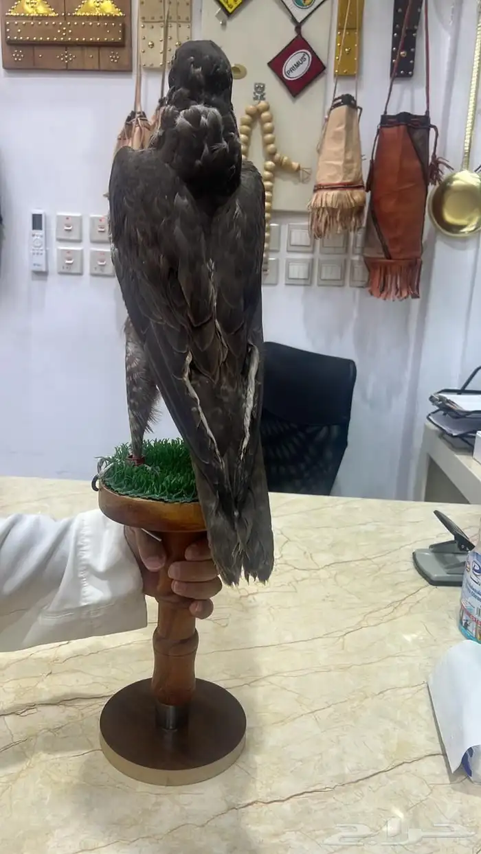 بيوت شعر جديدة ابيض واسود جميع المقاسات وخيم 10