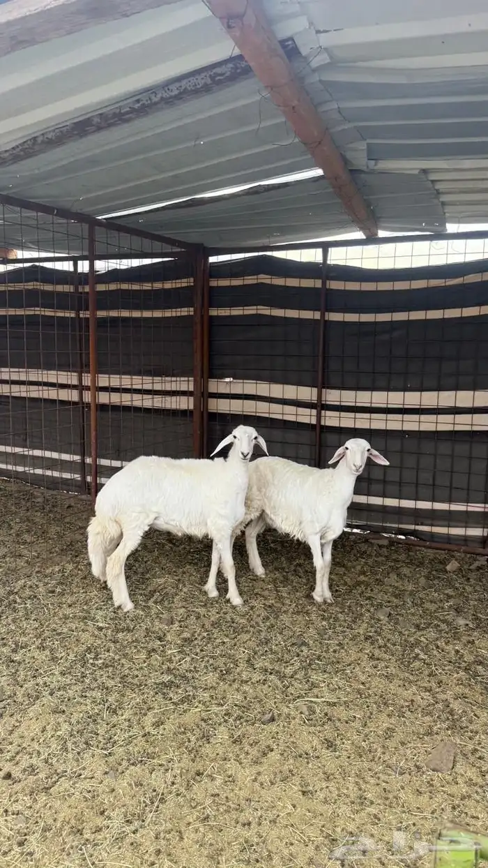 رخال) تم البيع 2