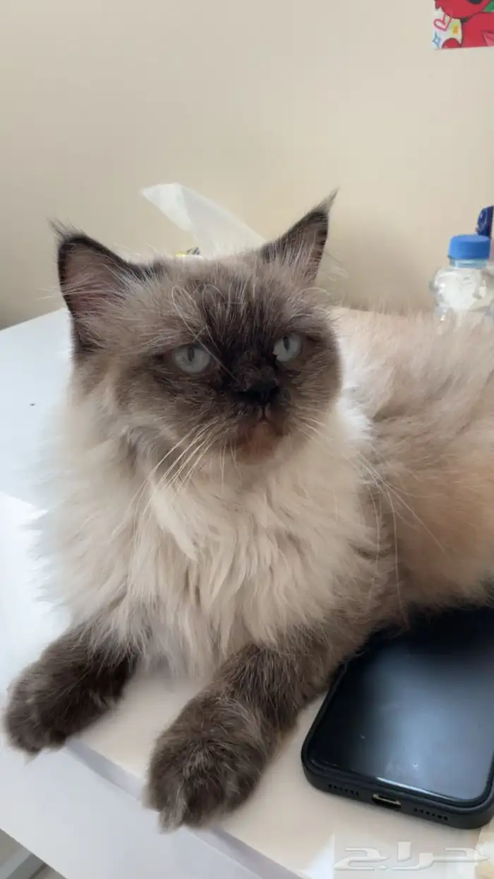 قطة همالايا للتبني مجانا 0