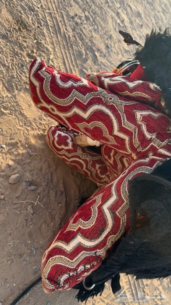 شداد بي كامل اغراضه 1