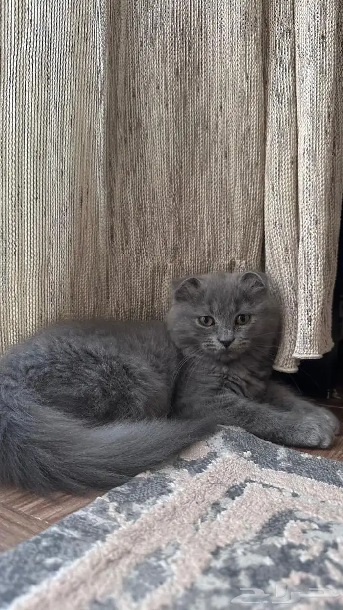 قطة سكوتش فولد للبيع 3