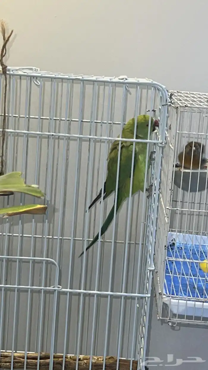 طيور درة وجوز انتاج 3