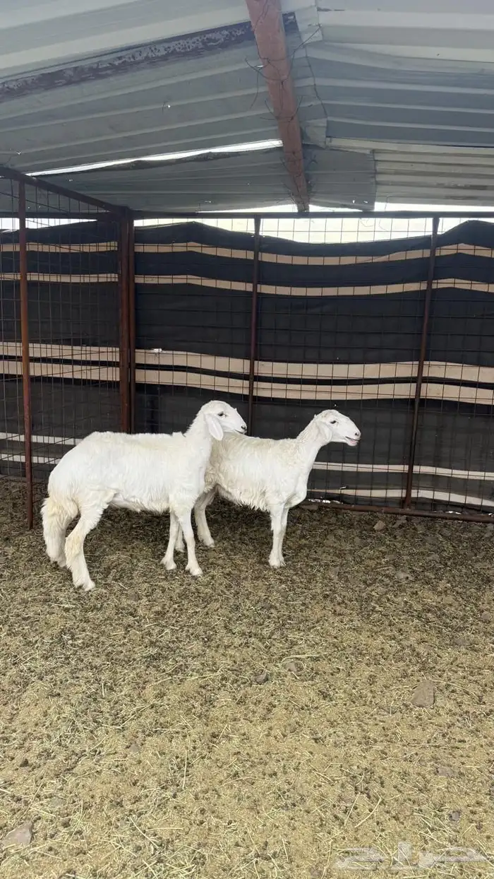 رخال) تم البيع 1