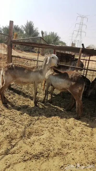 جذعات سواكن index