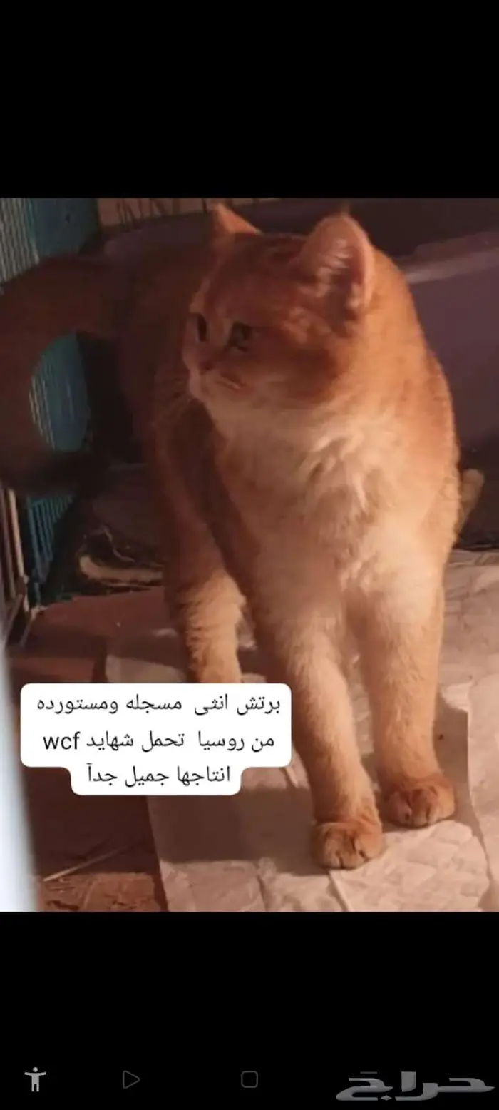 قطط سكوتس. وبرتش مستورده 0