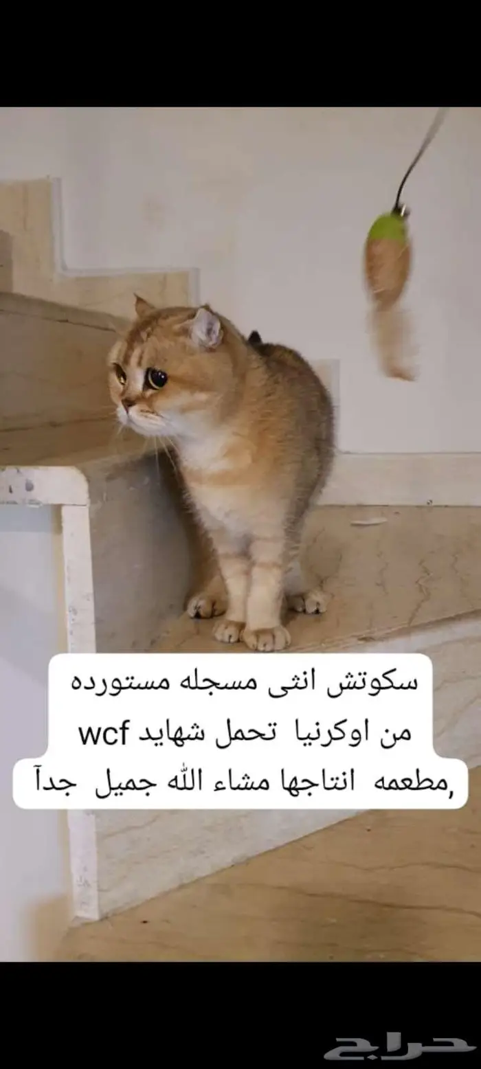 قطط سكوتس. وبرتش مستورده 2