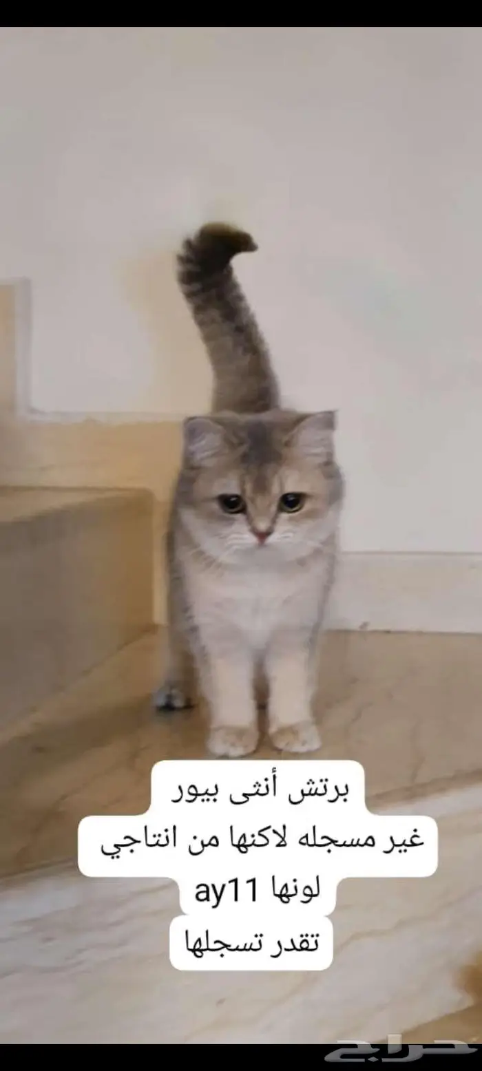 قطط سكوتس. وبرتش مستورده 3