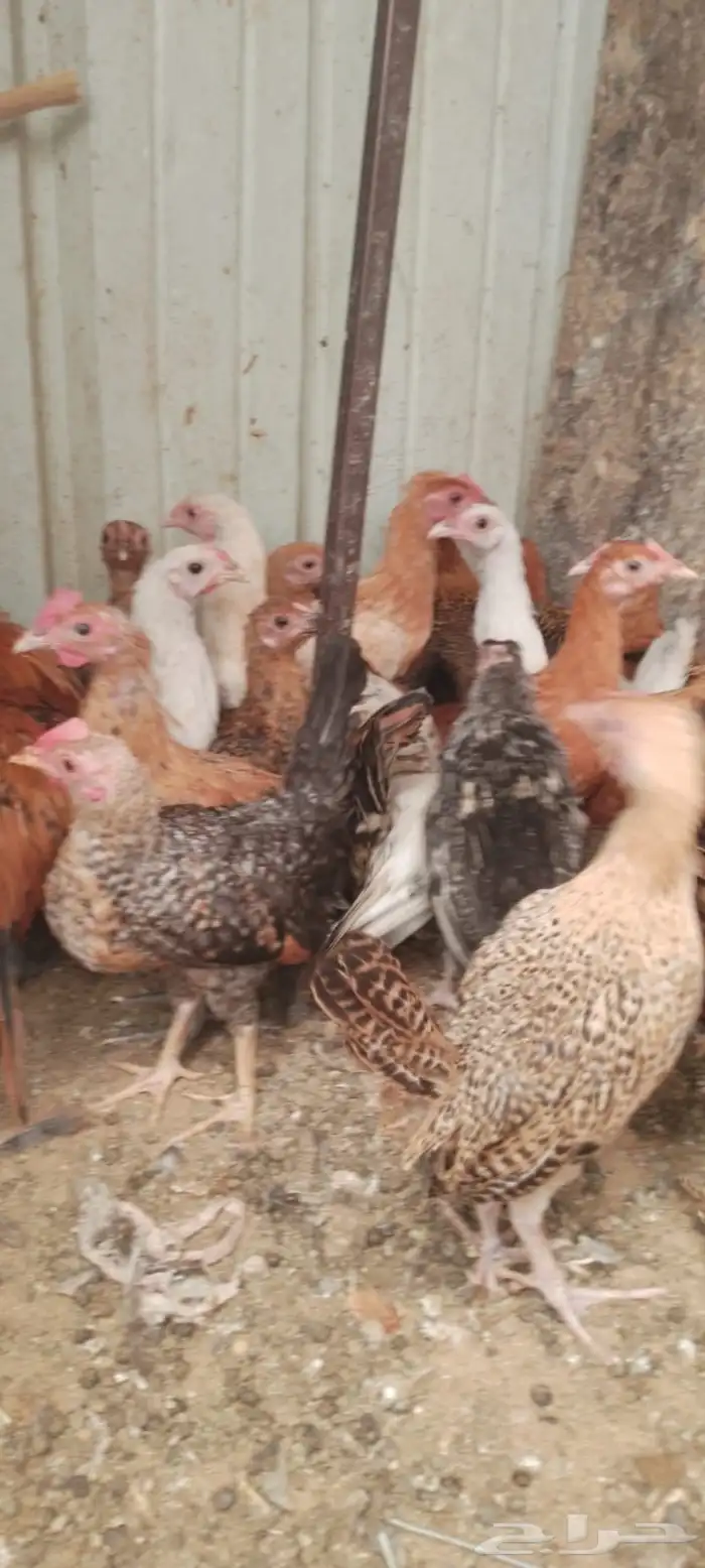 صيصان دجاج بلادي 0