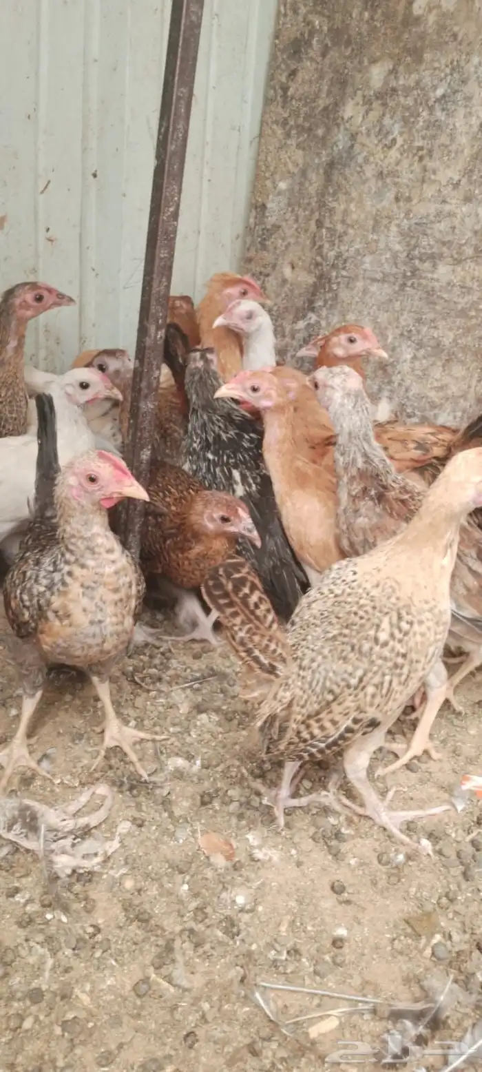 صيصان دجاج بلادي 1