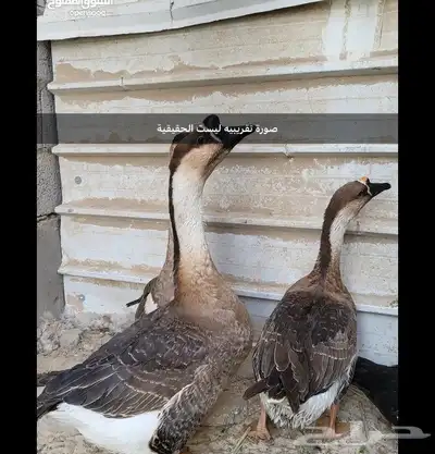 للبيع وز عراقي 0