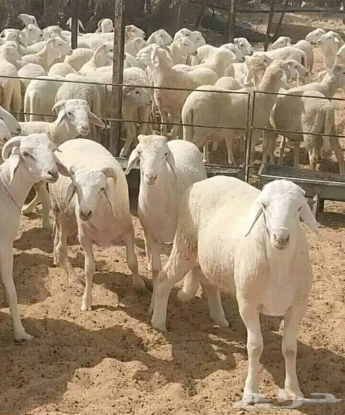 طبيب بيطري 0