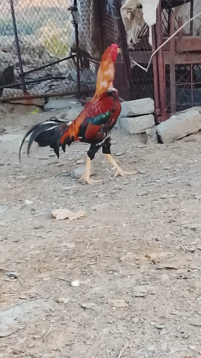 ديك باكستاني 0