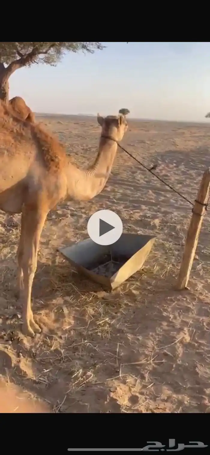 بكره. اصيل أبوها اعز الجيش. للبيع 2