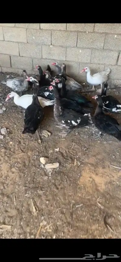 ذكور بح طيبة index