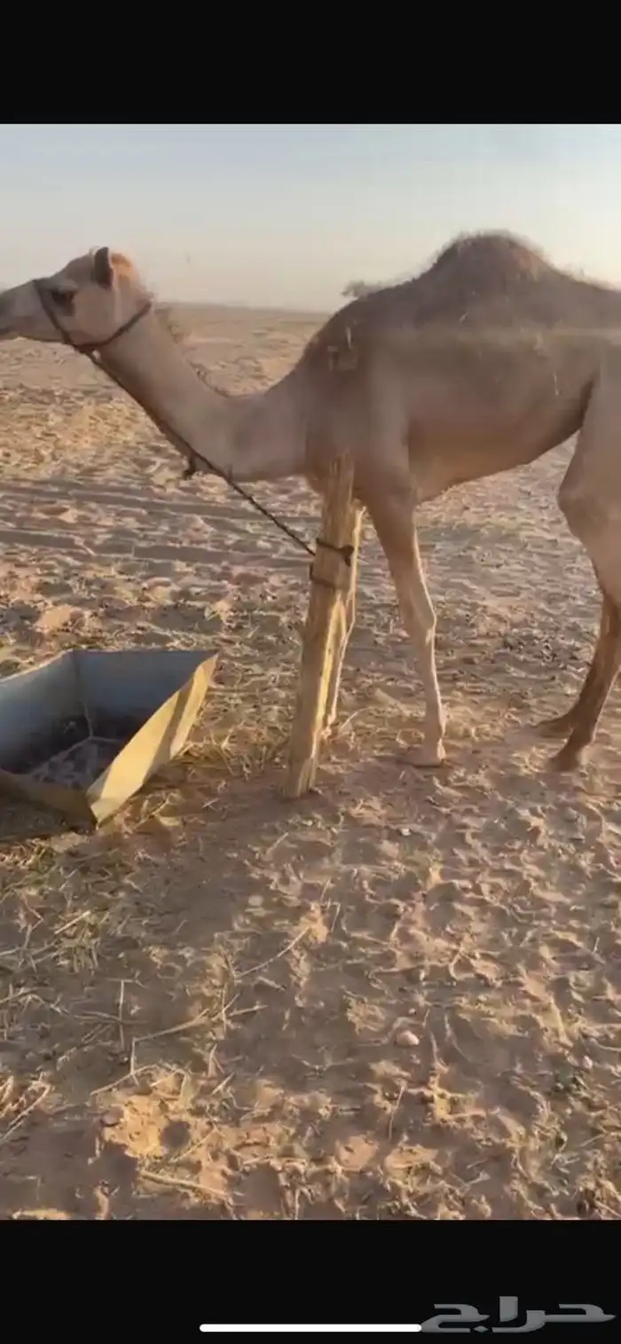 بكره. اصيل أبوها اعز الجيش. للبيع 4