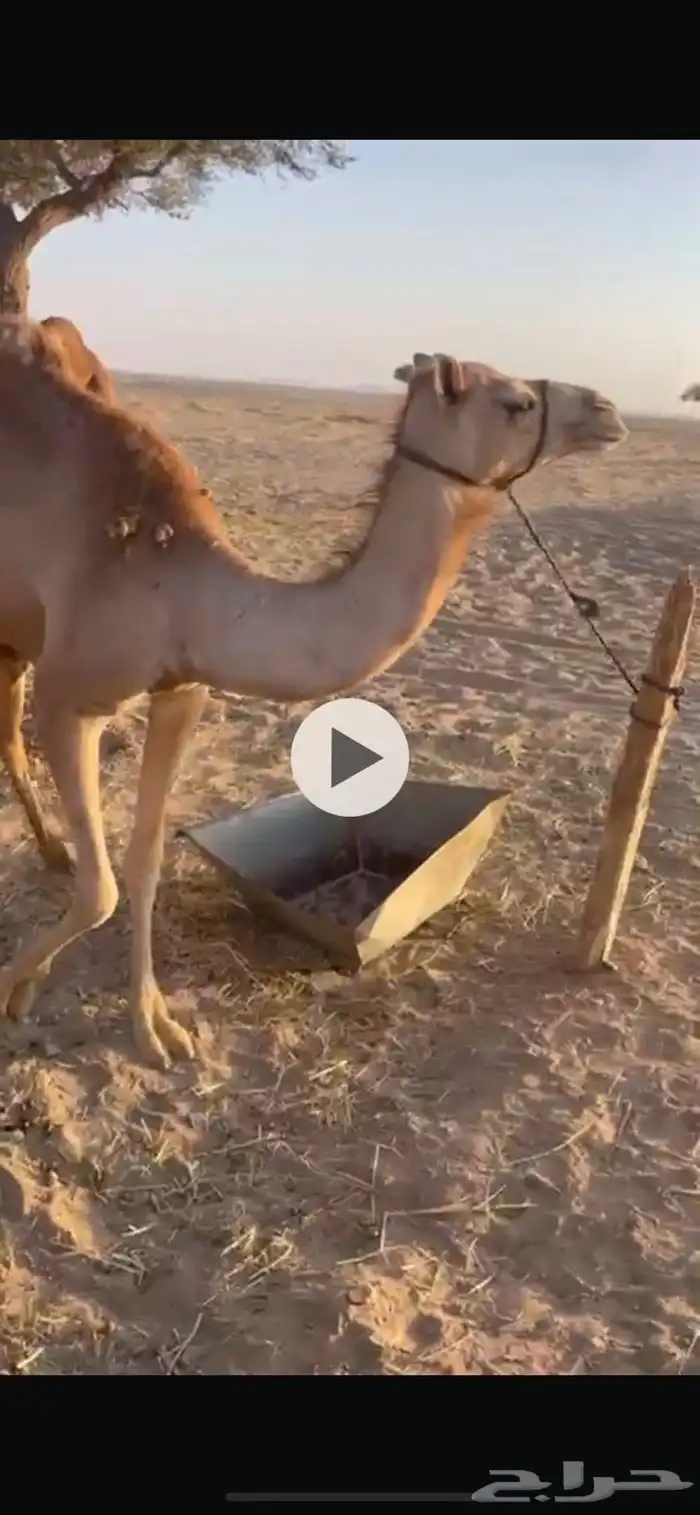 بكره. اصيل أبوها اعز الجيش. للبيع 3