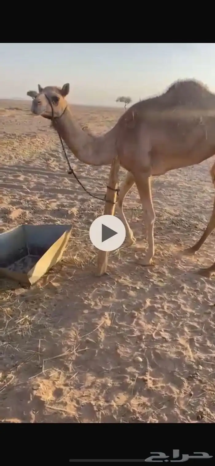 بكره. اصيل أبوها اعز الجيش. للبيع 5