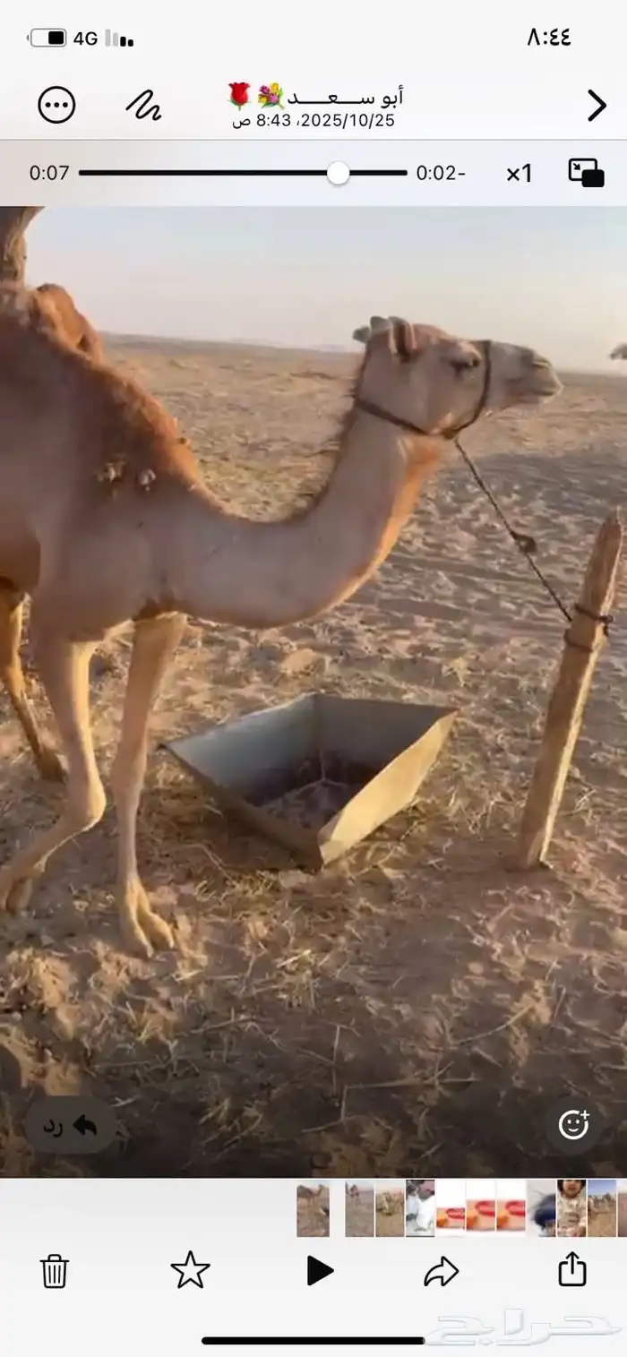 بكره. اصيل أبوها اعز الجيش. للبيع 0