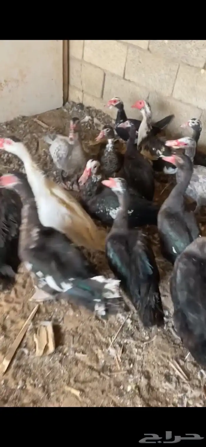 ذكور بح طيبة 1