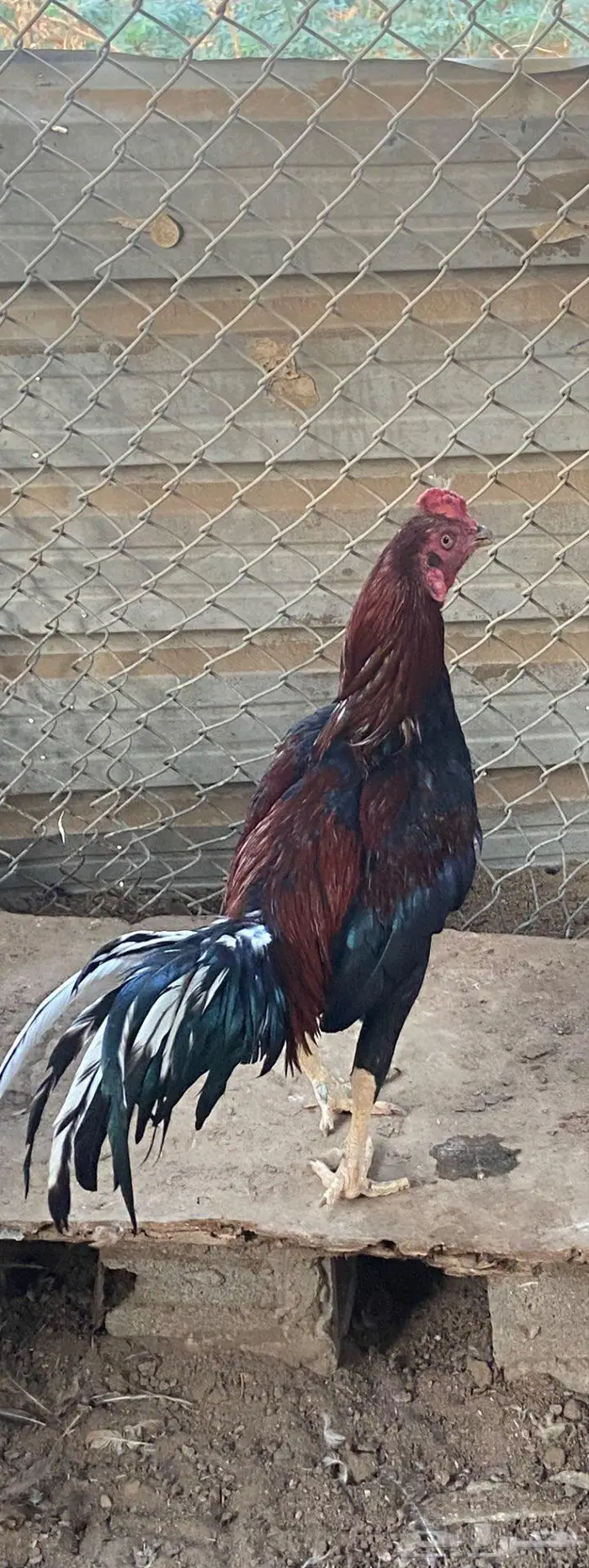 ديك باكستاني ماشاء الله 1