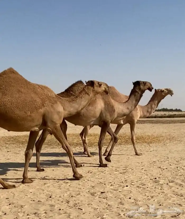 بكار كككفو وطيبه للبيع 11