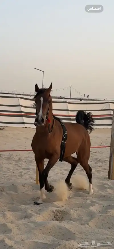 للبيع احصان index