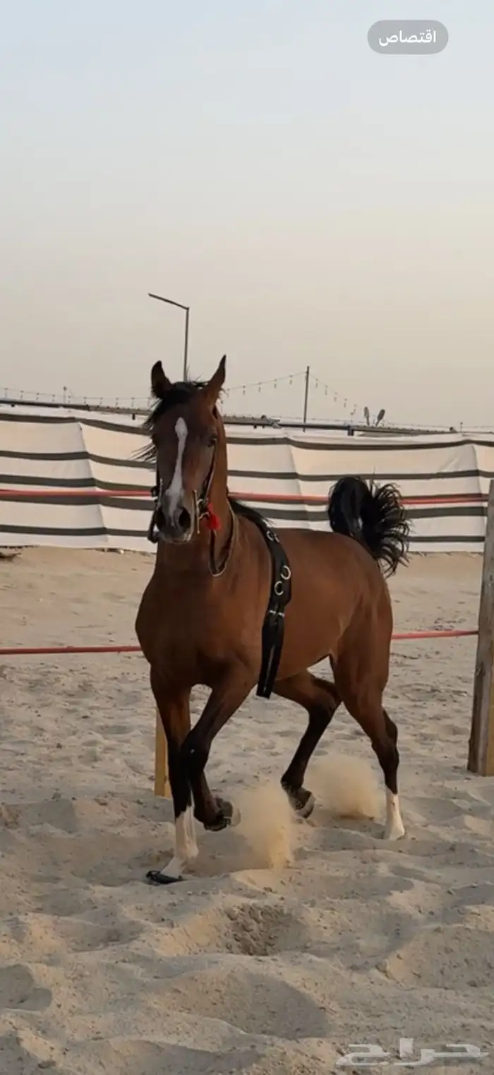 للبيع احصان 1