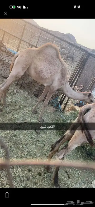 قعود للبيع العمر 10شهور السوم 3800الموقع الديسه 0