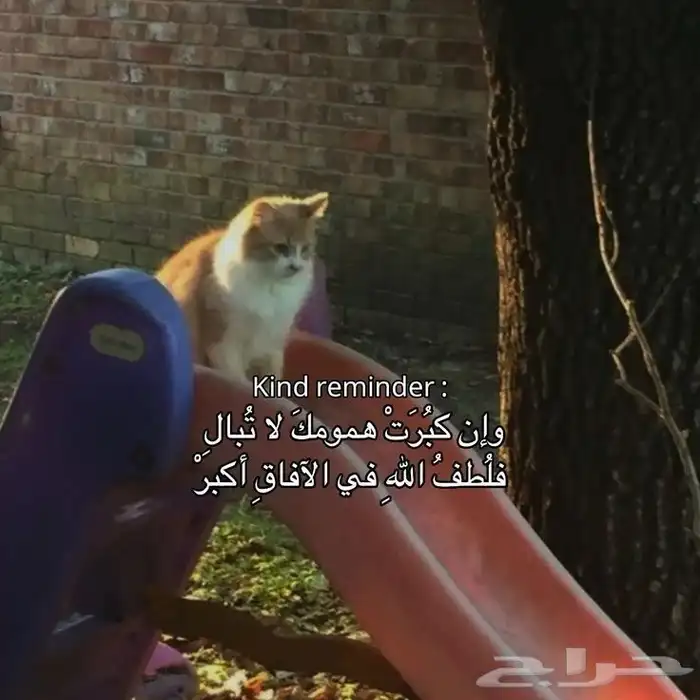 كتب 3 ريال بس 6