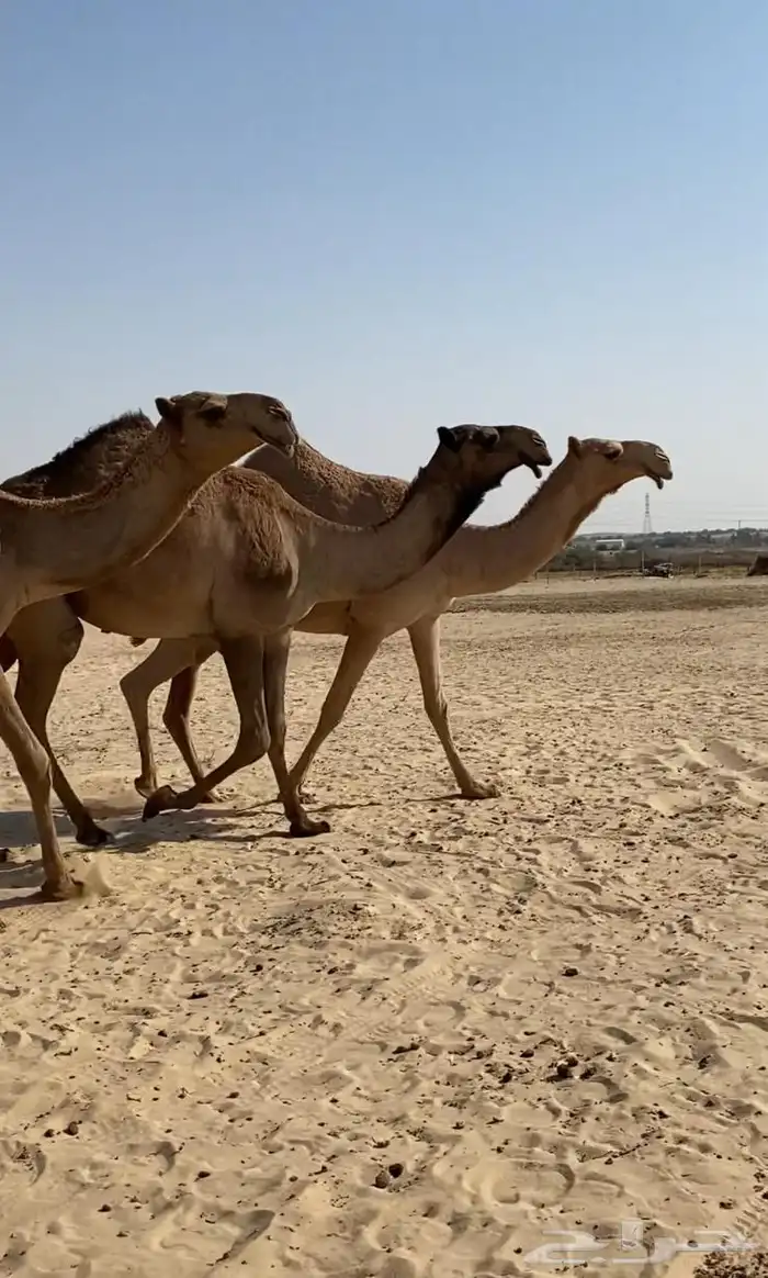 بكار كككفو وطيبه للبيع 2