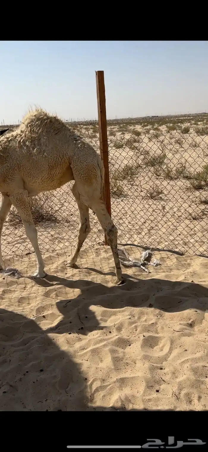 مطلوب دنه ابل ماشيه من المزاحميه الا الدمام 0