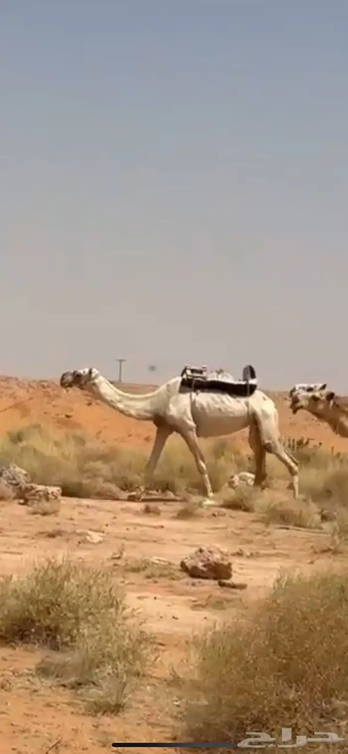 رحول ابل شرط 2