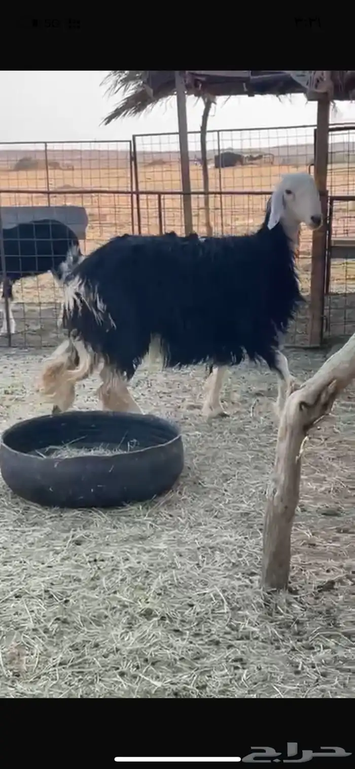 نجديه ثنيه حايل 0