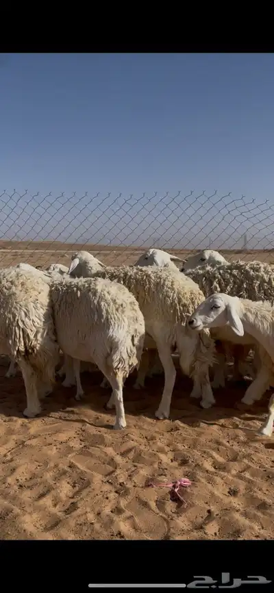 غنم حريات حرش ضريع ودفيع index