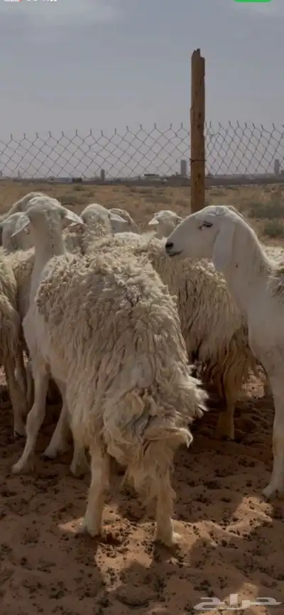 غنم حريات حرش ضريع ودفيع index