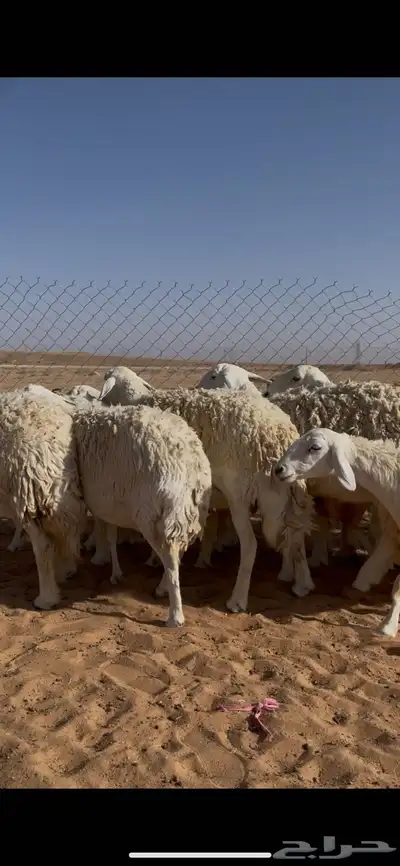 غنم حريات حرش ضريع ودفيع index