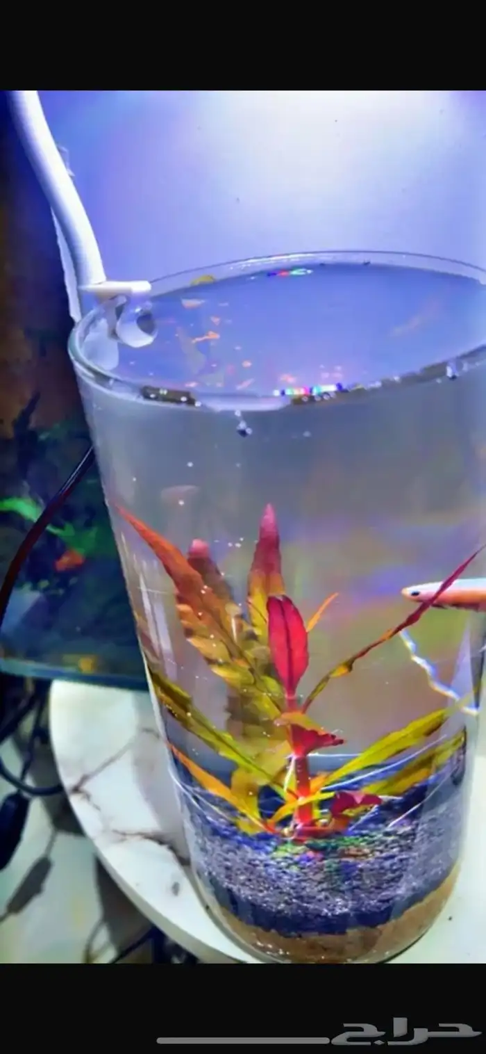 حوض مكتبي نهري 5