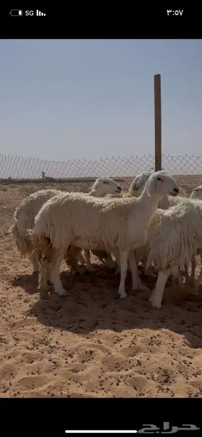 غنم حريات حرش ضريع ودفيع index