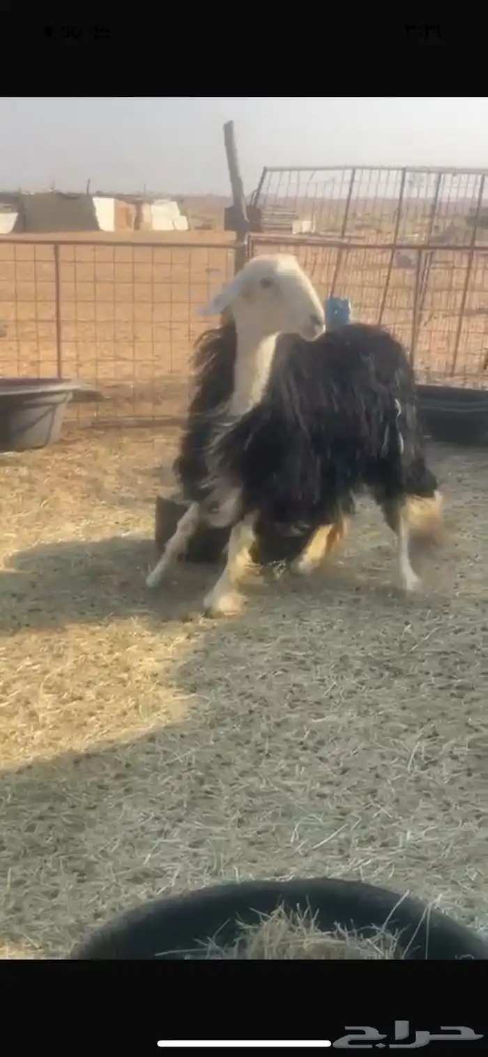 نجديه ثنيه حايل 2