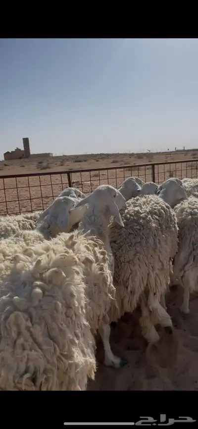 غنم حريات حرش ضريع ودفيع index