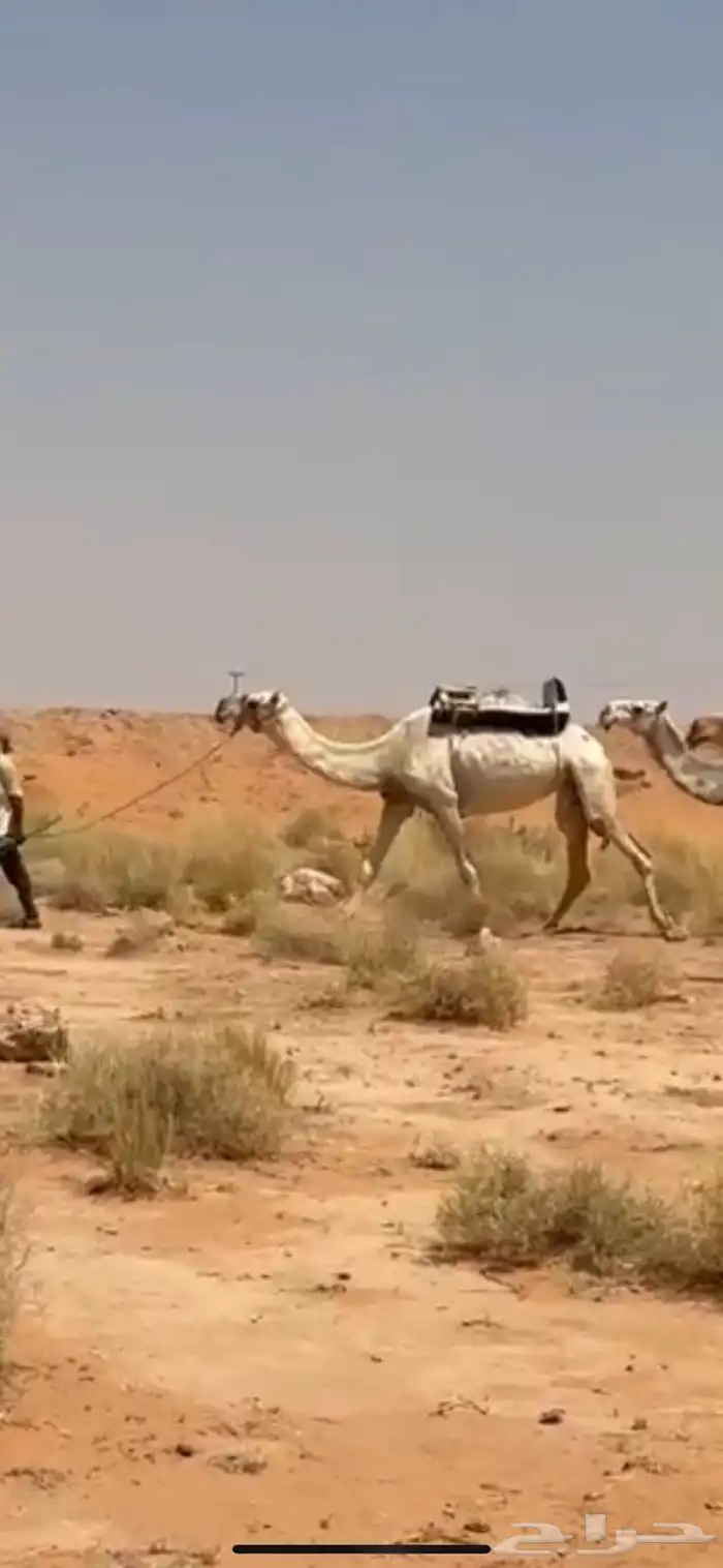 رحول ابل شرط 0